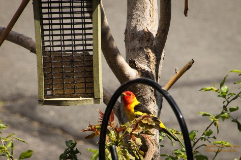 Western Tanager