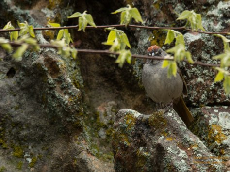A very shy Green-tailed Towhee