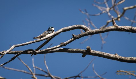Tree Swallow