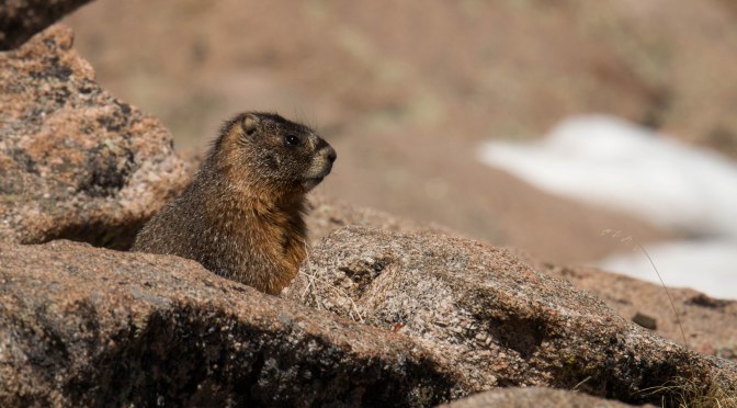 ~Critter Tuesday-Rocky Mountain