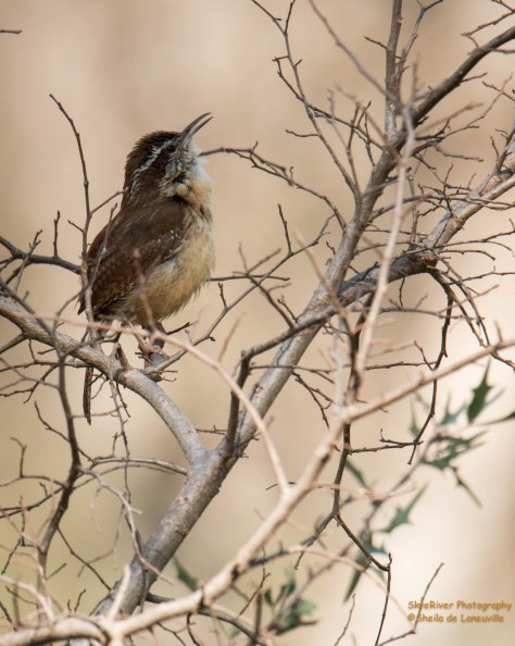 Carolina Wren