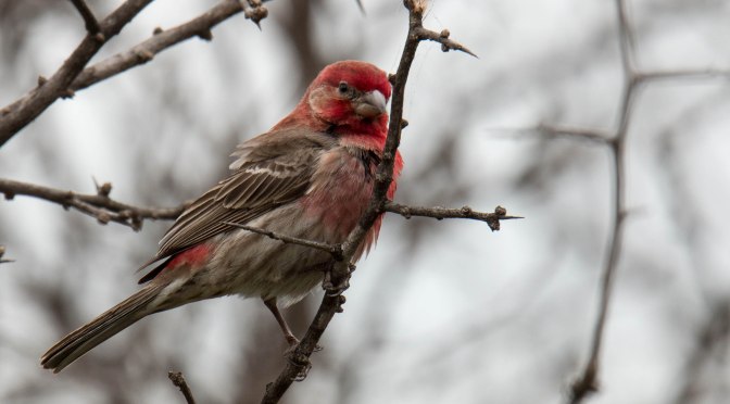 ~Birds-Carolina Wren, House Finches