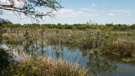 Smith Oaks Santuary, High Island, TX - 2017