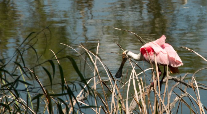 ~Birding in Texas, Roseate Spoonbills