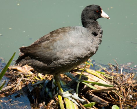 American Coot
