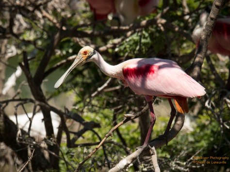 Roseate Spoonbill