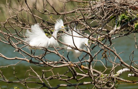 Snowy Egret