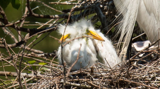 ~Birding in Texas, Little Fuzzy Heads