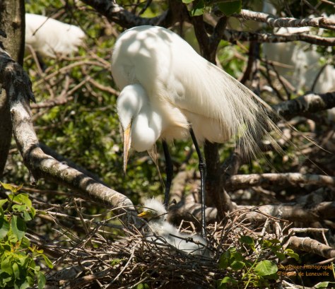 Great Egret Baby