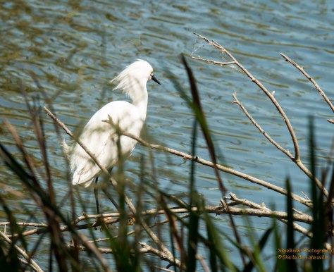 Snowy Egret fishing