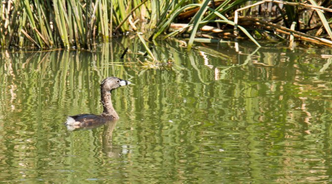 ~Birding in Texas, Smith Oaks Rookery Video