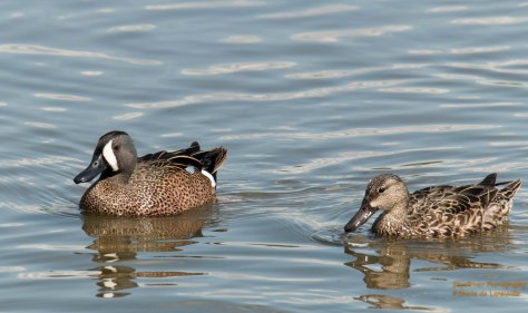 Blue-winged Teal pair
