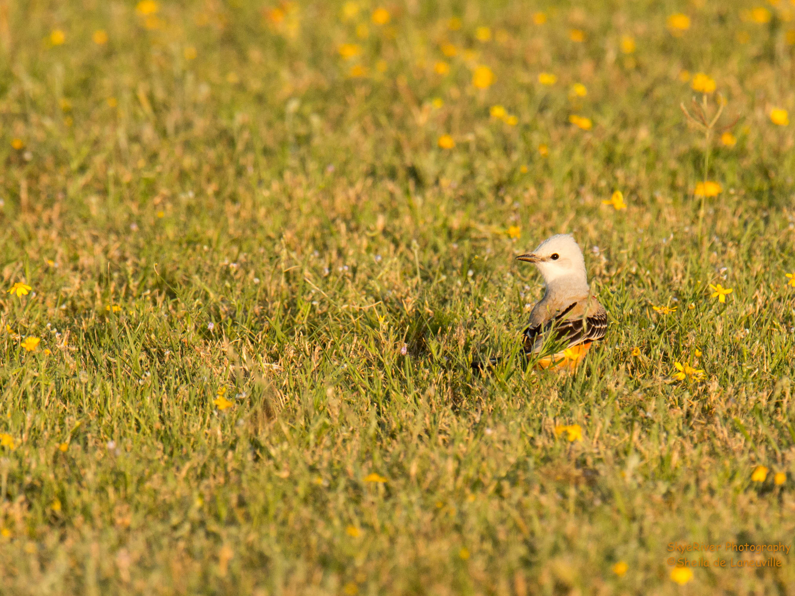 Scissor-tailed Flycatcher