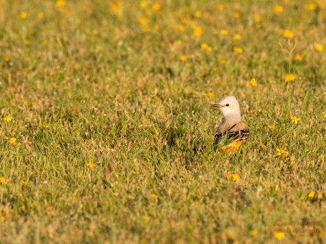 Scissor-tailed Flycatcher