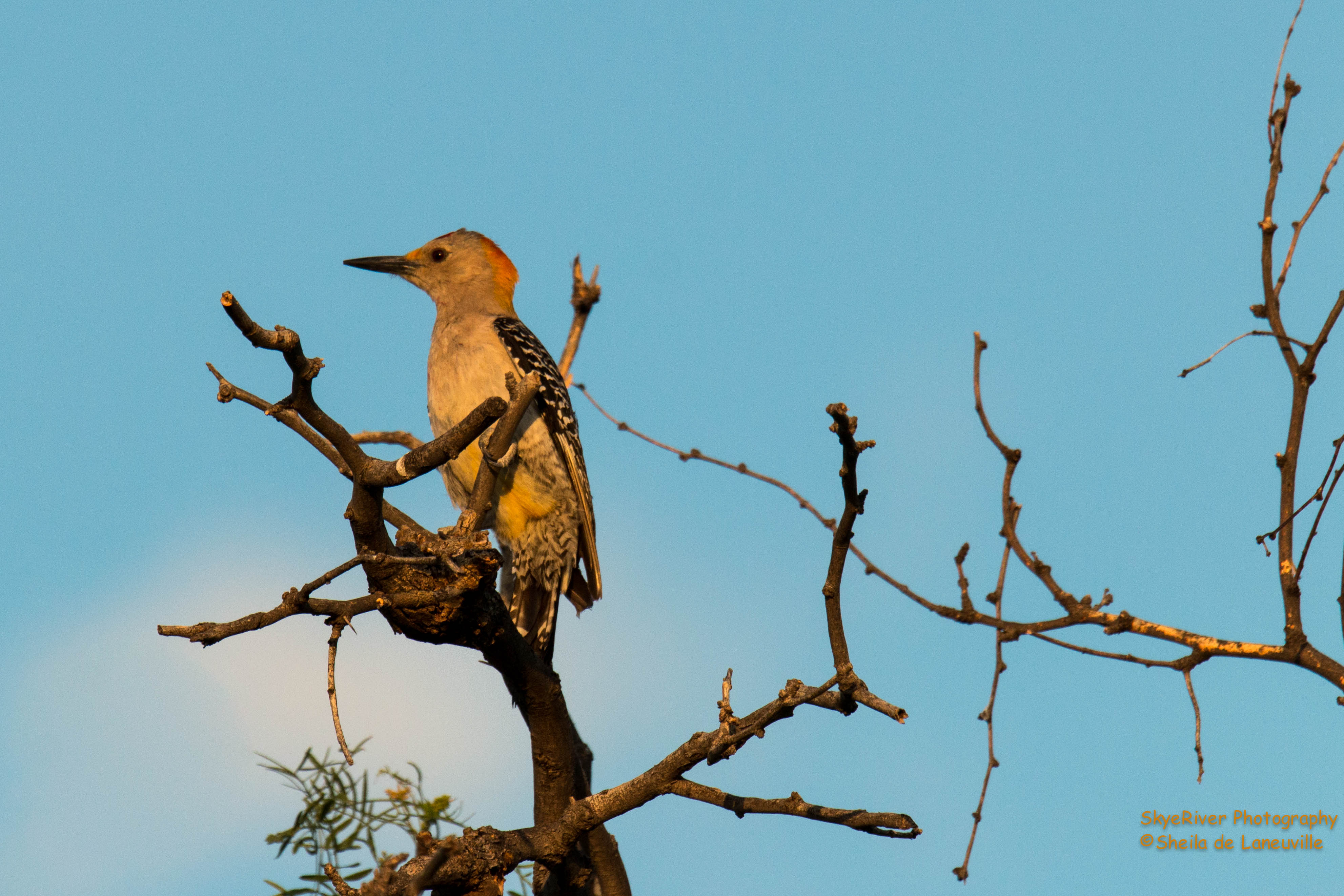 Golden-fronted Woodpecker