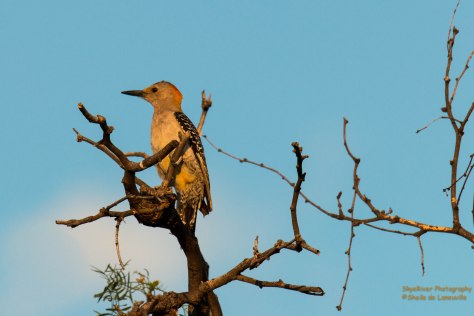 Golden-fronted Woodpecker
