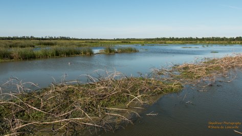 Cattail Marsh