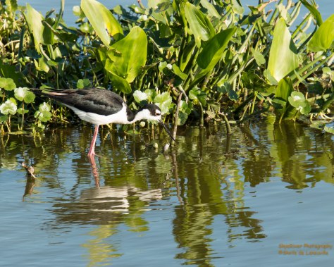 Black-necked Stilt