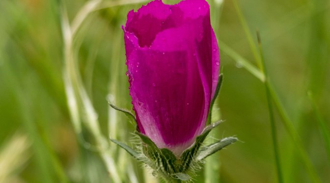~Birding in Texas, Spotted-Towhee & a Texas Wildflower