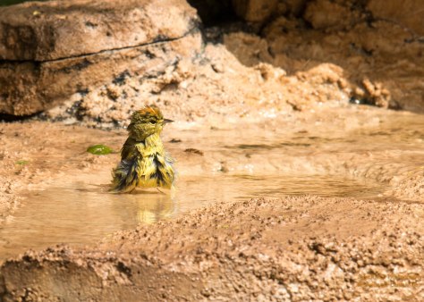 Orange-crowned Warbler