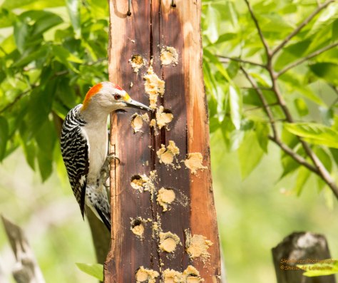 Golden-fronted Woodpecker