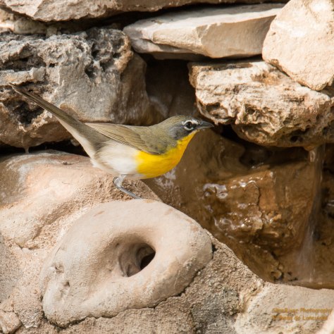 Yellow-breasted Chat