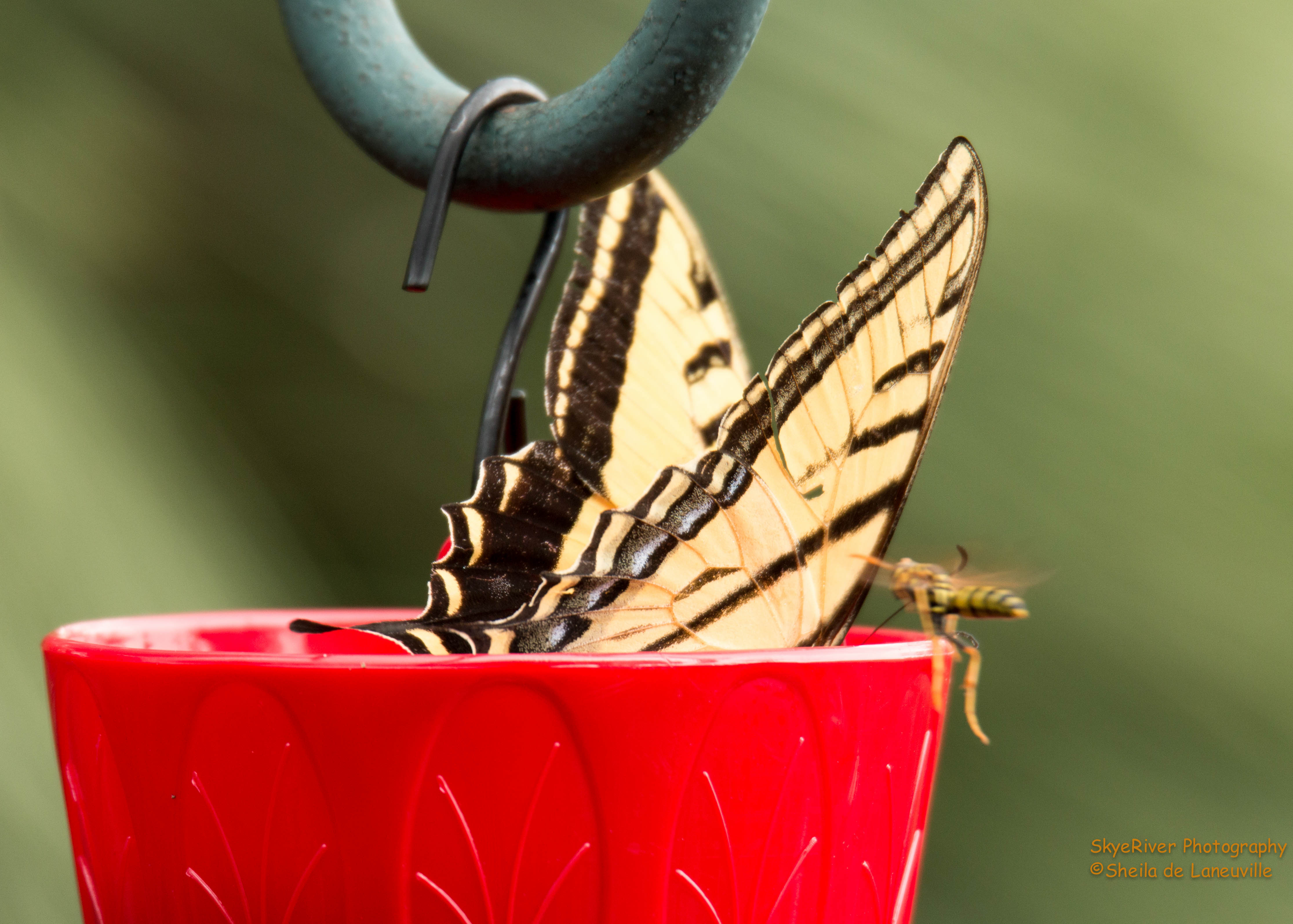 Western Swallowtail