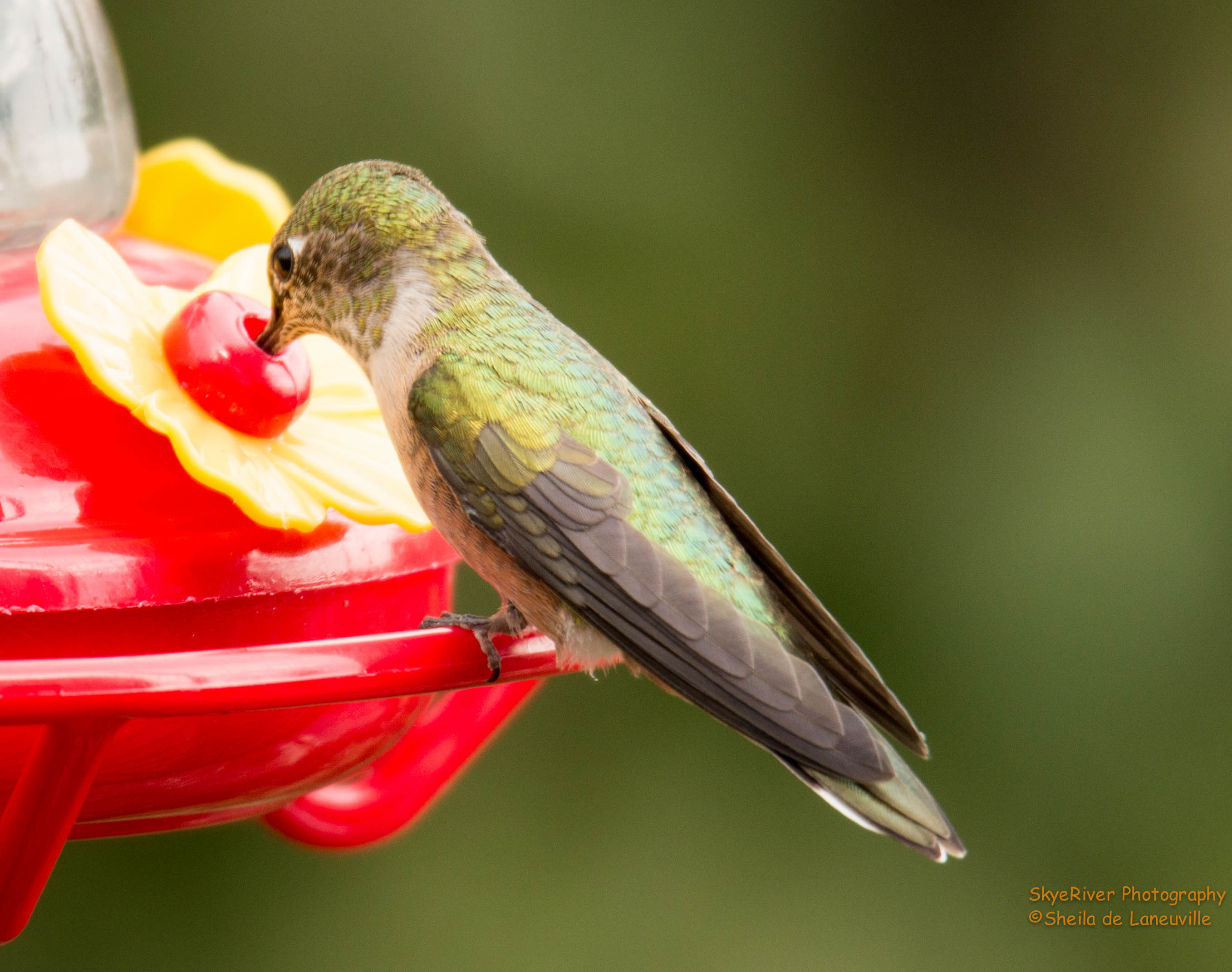 Broad-tailed Hummingbird (female)