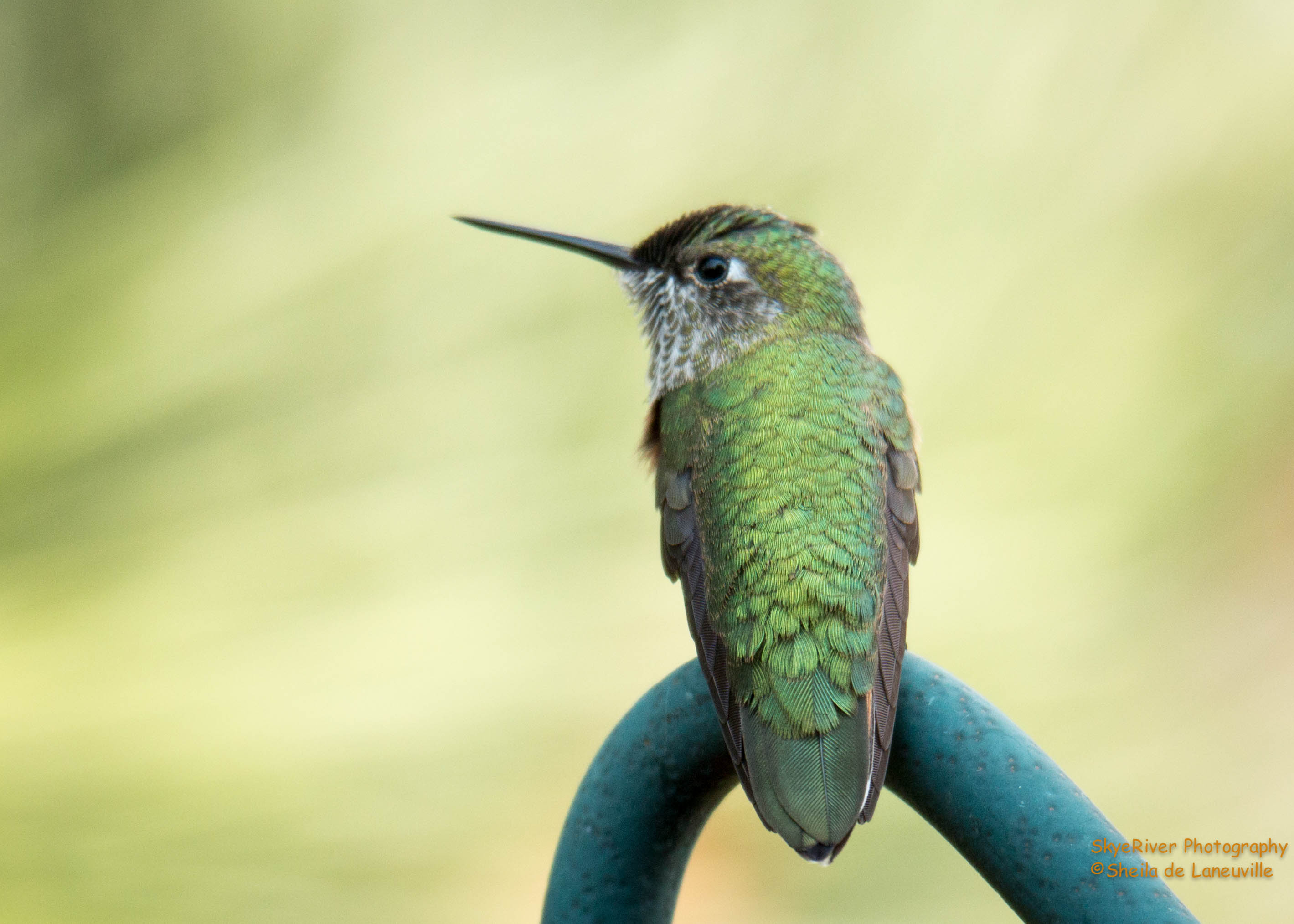 Broad-tailed Hummingbird (female)