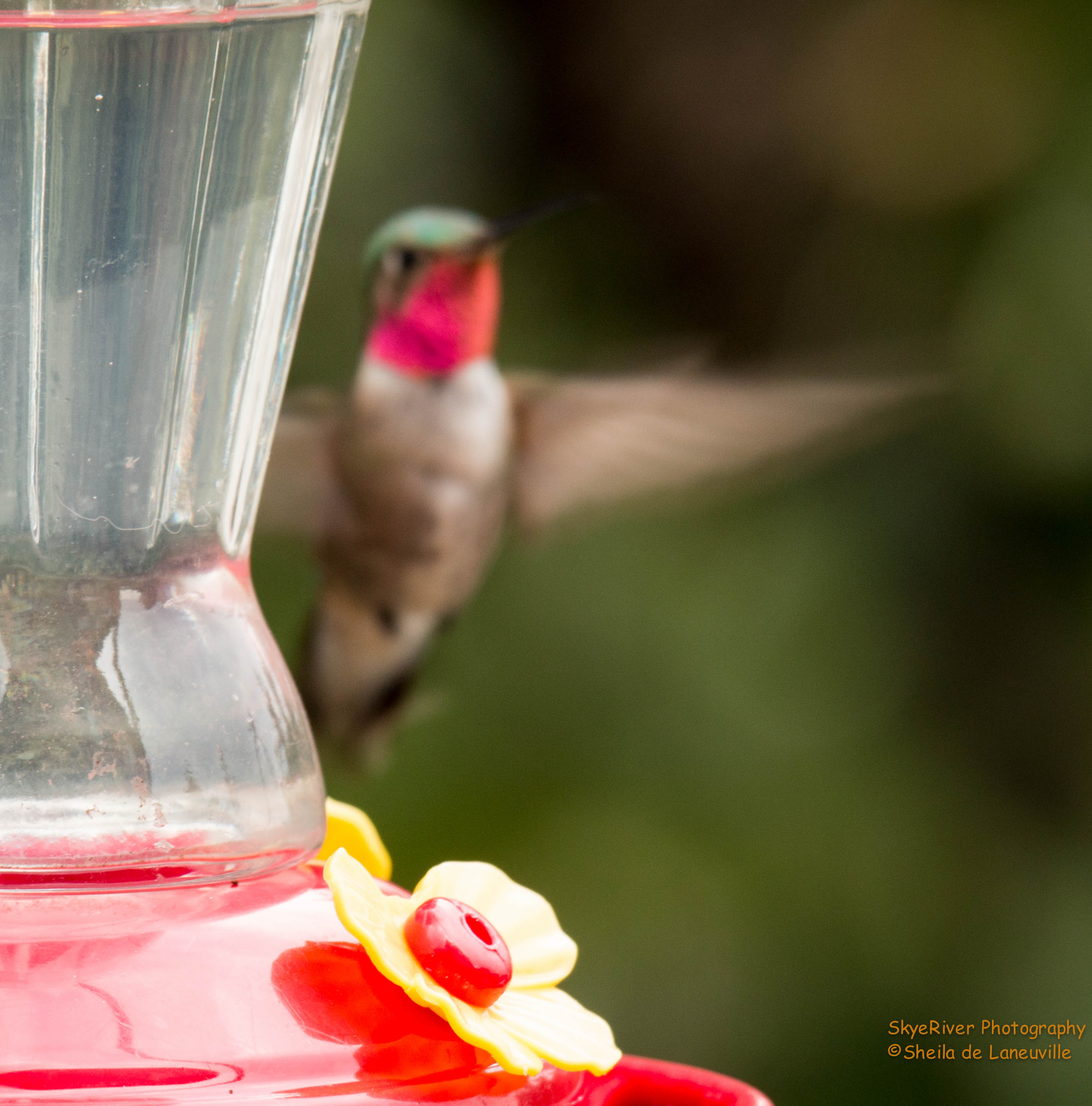 Broad-tailed Hummingbird (male)