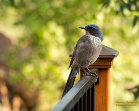 Scrub Jay (Scratch)