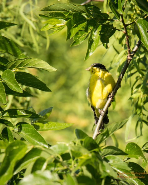 American Gold Finch