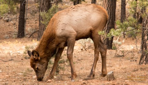 Elk (looks like a first year)