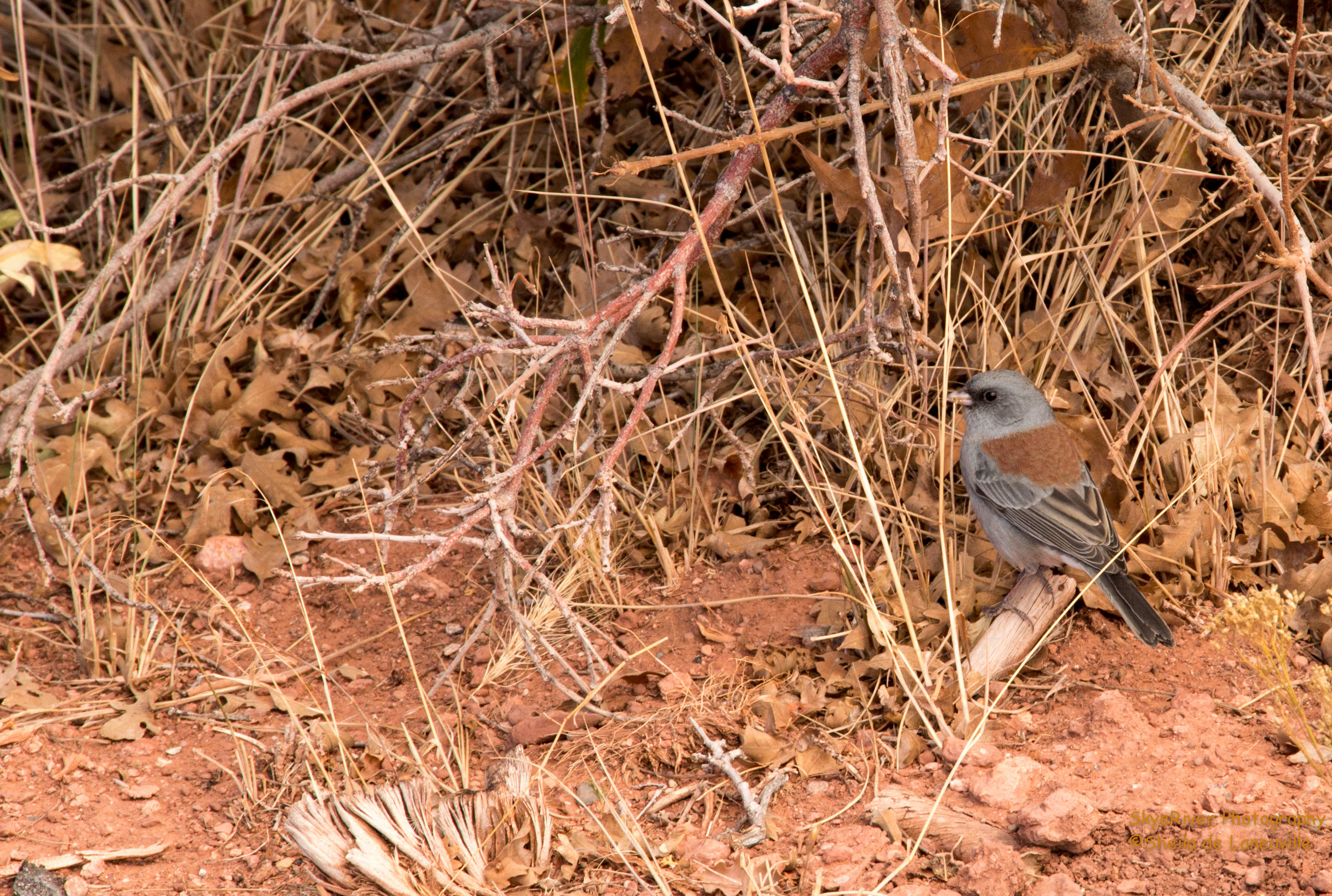 Junco, Gray-headed