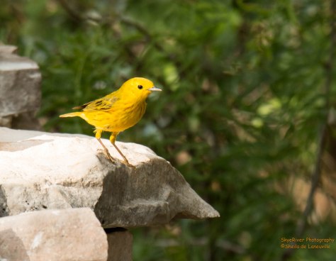 Yellow Warbler