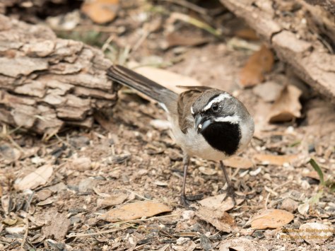 Black-throated Sparrow