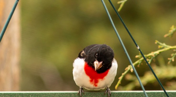 ~Friday’s Feathered Friend