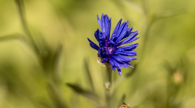 ~Flowers of the Day- #4