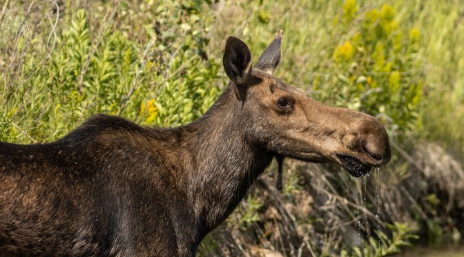 ~Sheila’s Critter Cam