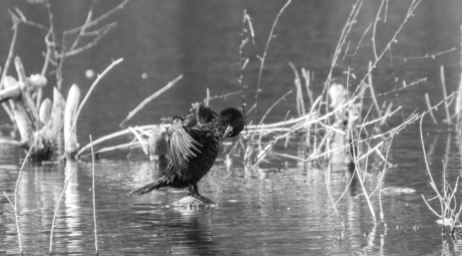 ~Friday’s Feathered Friends