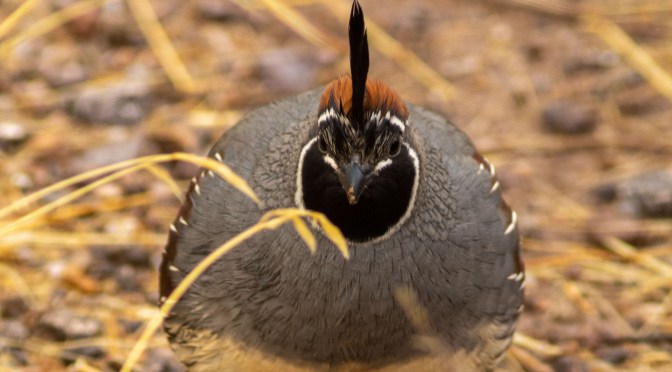 ~Gambel’s  Quail