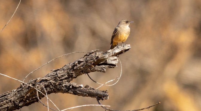 ~Arizona Birding Series – Say’s Phoebe