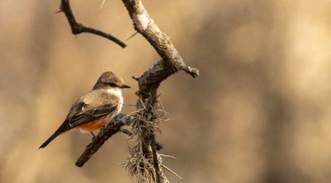 ~A feathered ember in a desert landscape…