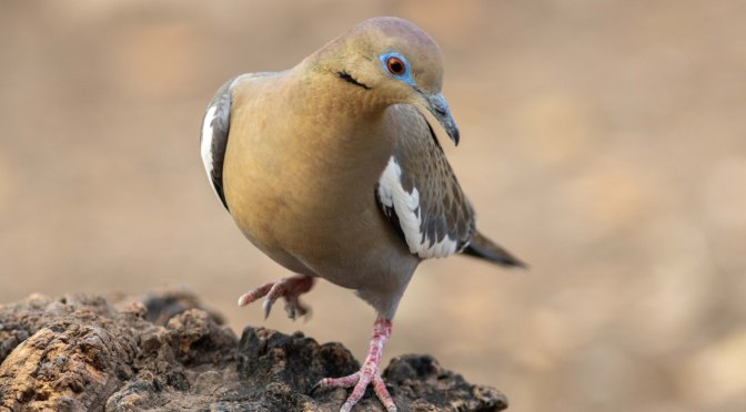 ~White-winged Dove