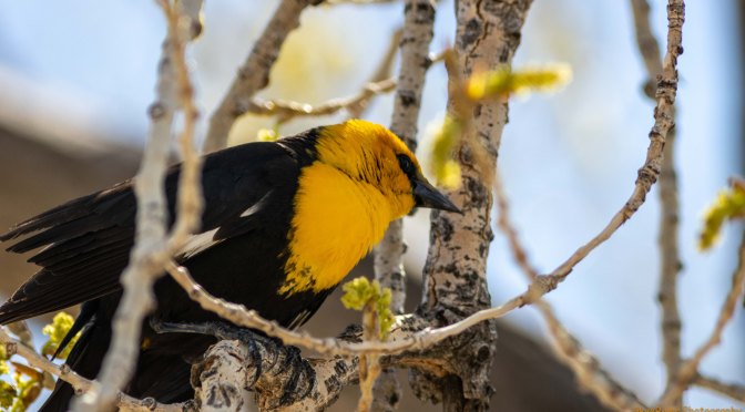 ~Friday’s Feathered Friends