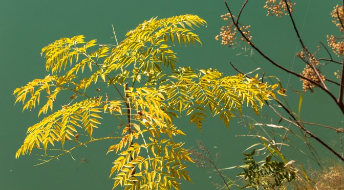 ~Friday’s Feathered Friend and more…