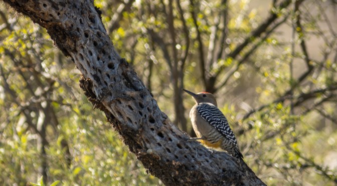~Gila Woodpecker