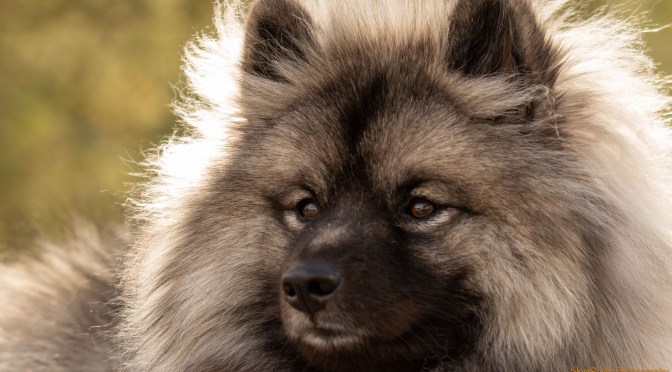 ~Riley Ann – my Keeshond girl