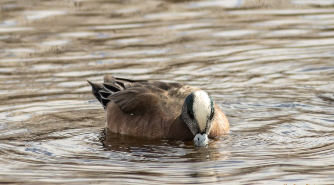 ~American Wigeon