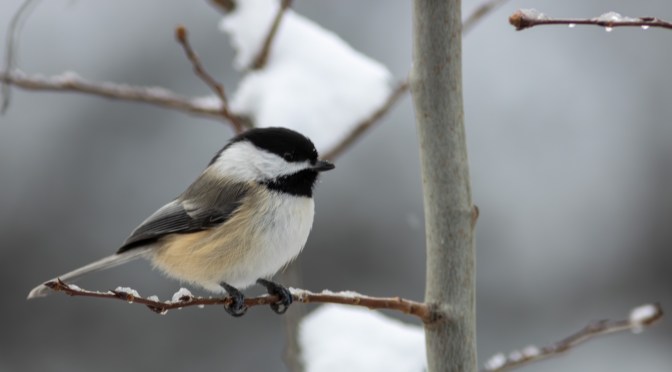 ~Friday’s Feathered Friends